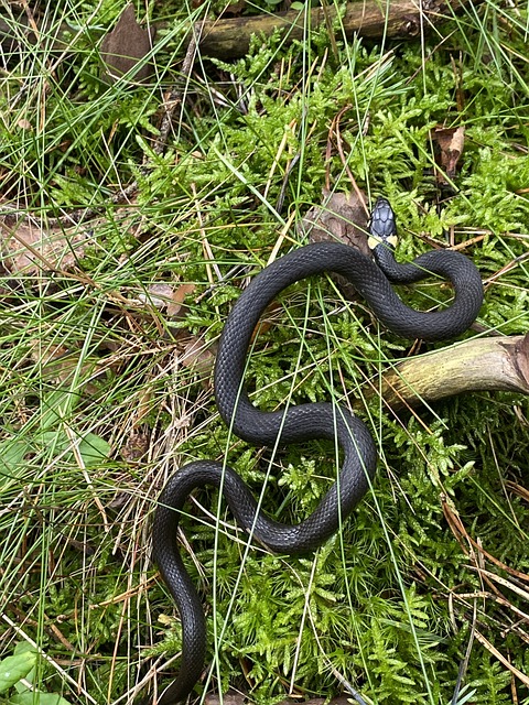 snake
