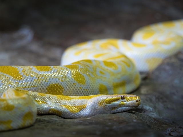 snake