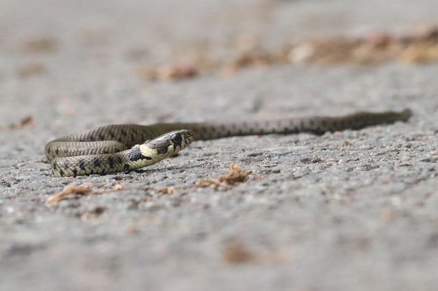 snake