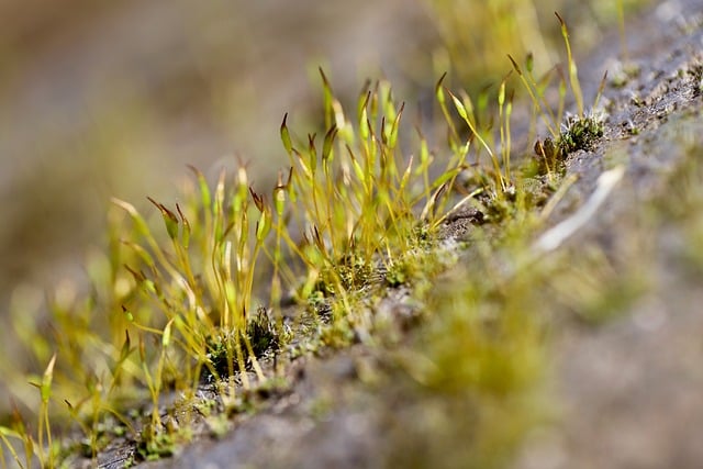 spores