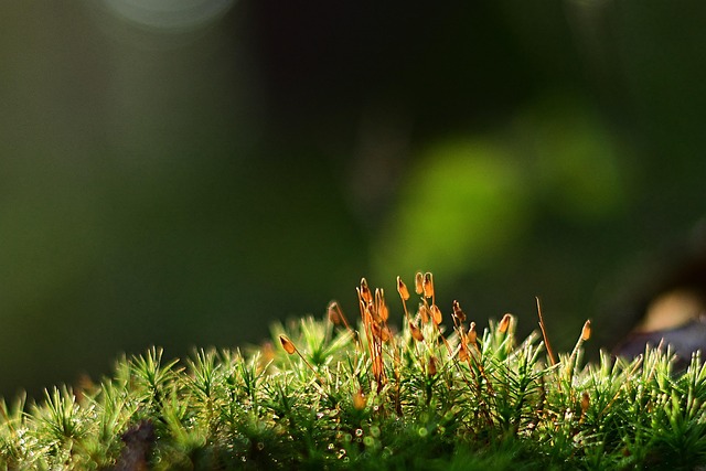 spores