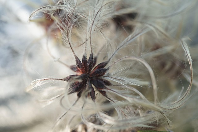 spores
