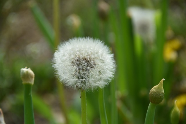 spores