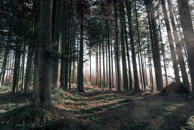 trails