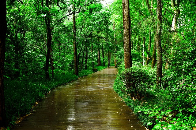 trails