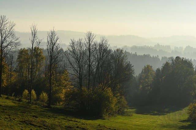 trees-640x480-45169217.jpeg