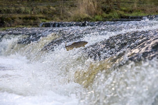 trout