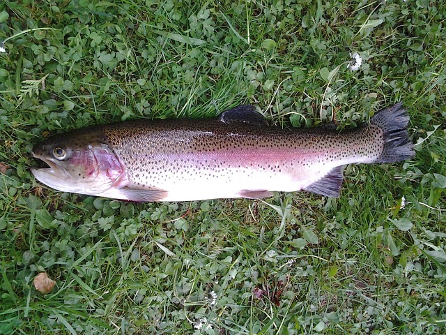 trout