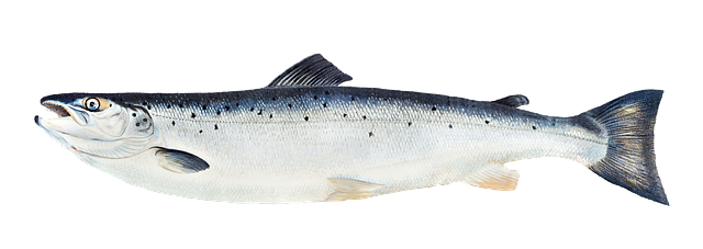 trout