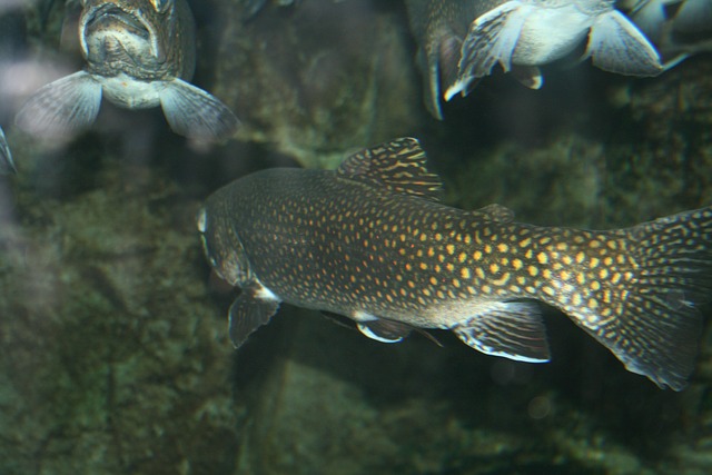 trout