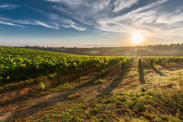 vineyard-640x480-8620021.jpeg