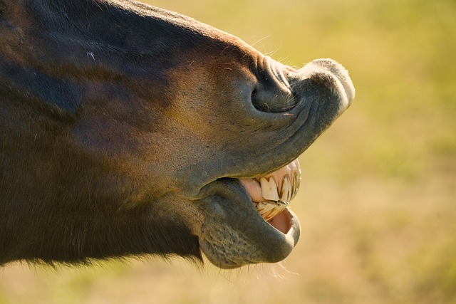 white teeth