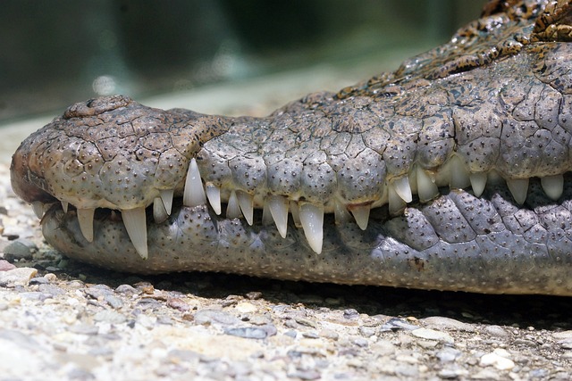 white teeth