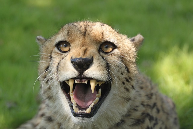 white teeth