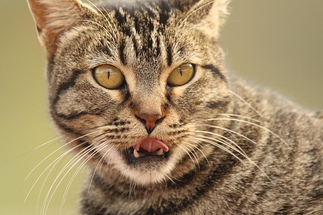 white-teeth-640x480-81736003.jpeg