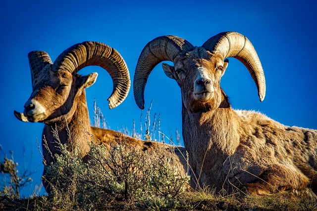 wildlife