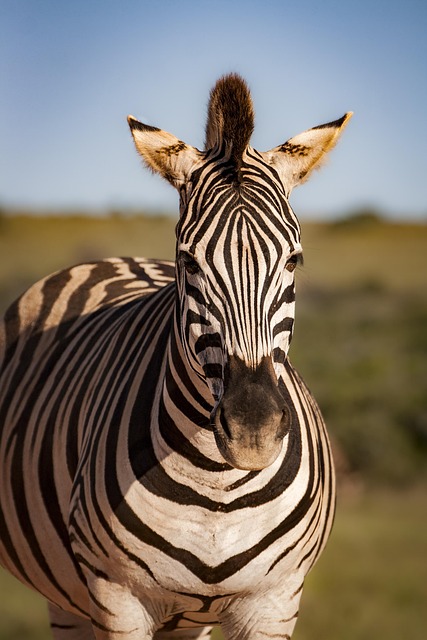 wildlife