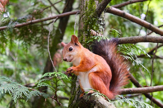 wildlife