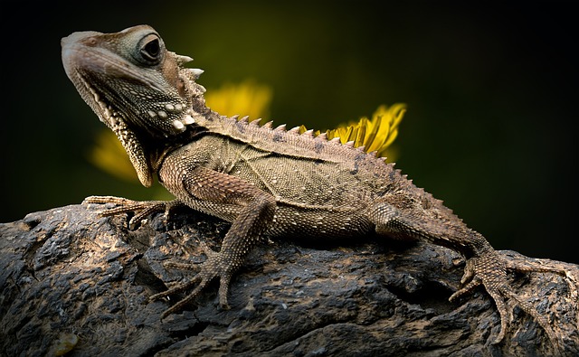 wildlife