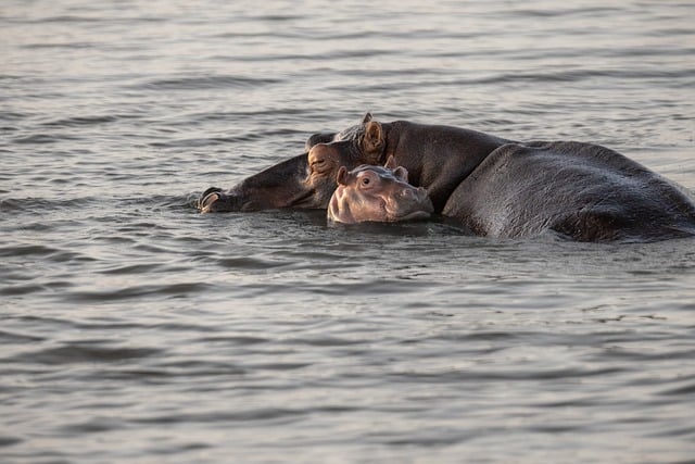 wildlife