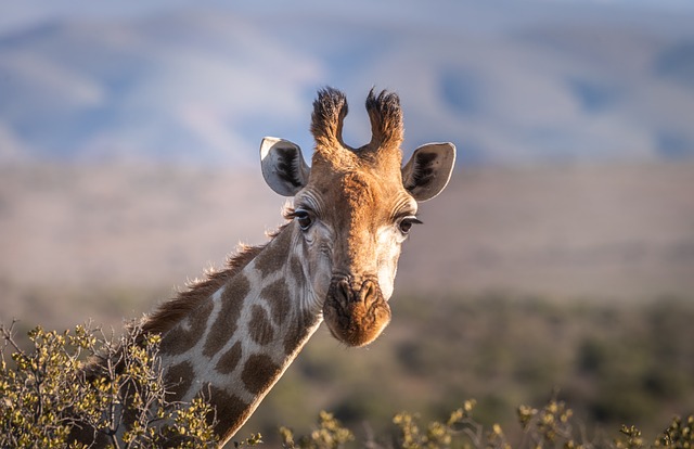 wildlife