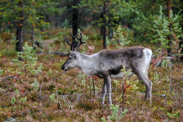 wildlife