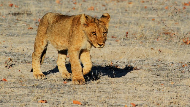 wildlife