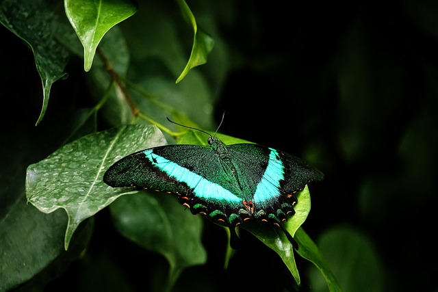 wildlife