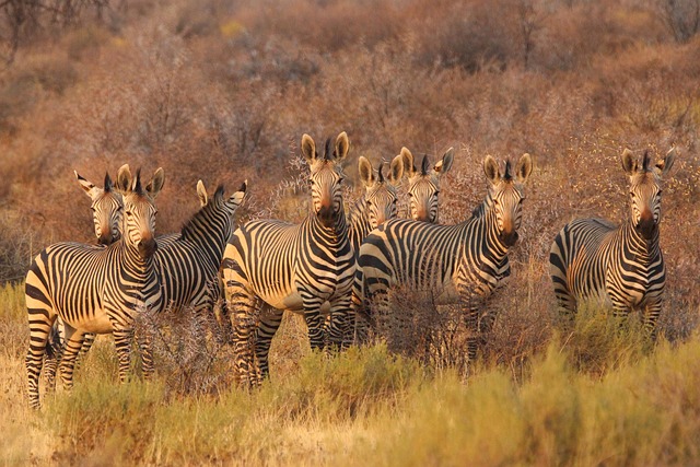 wildlife