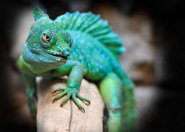 wildlife