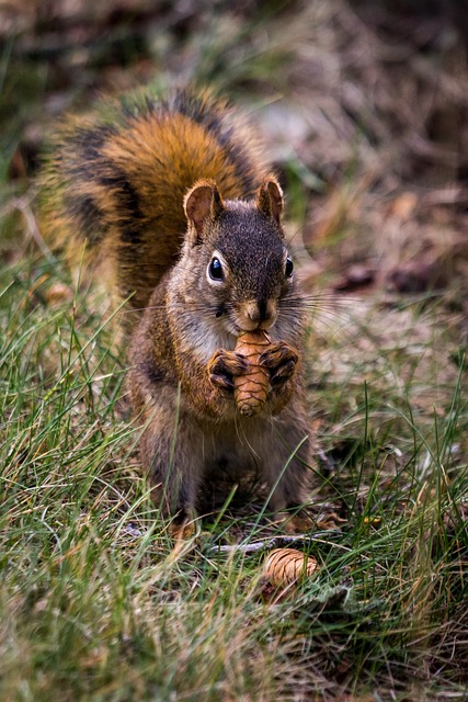 wildlife