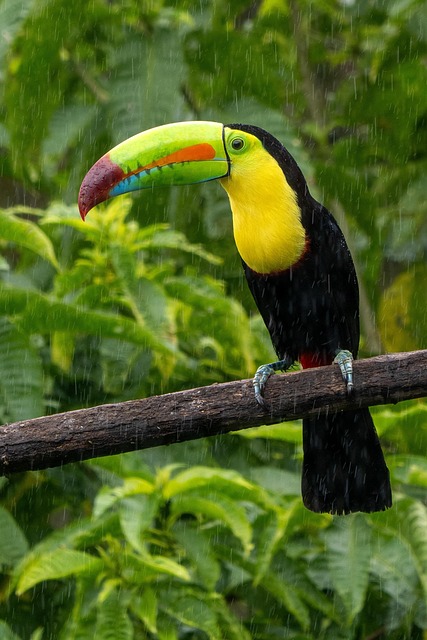 wildlife