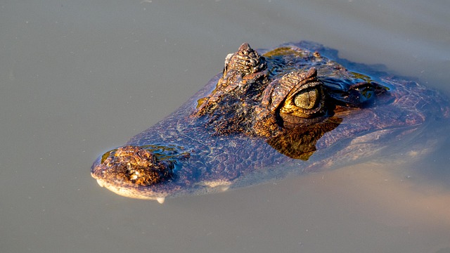 wildlife
