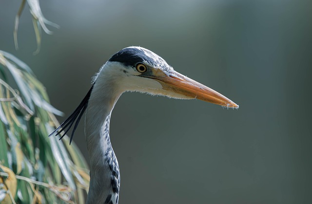 wildlife