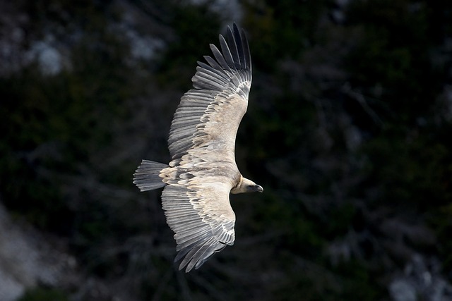 wildlife