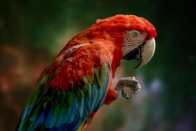 wildlife