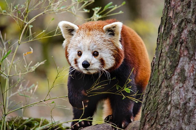 wildlife-640x480-90050334.jpeg