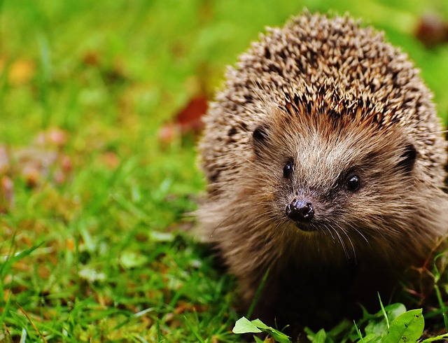 wildlife
