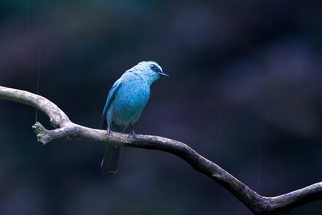 wildlife