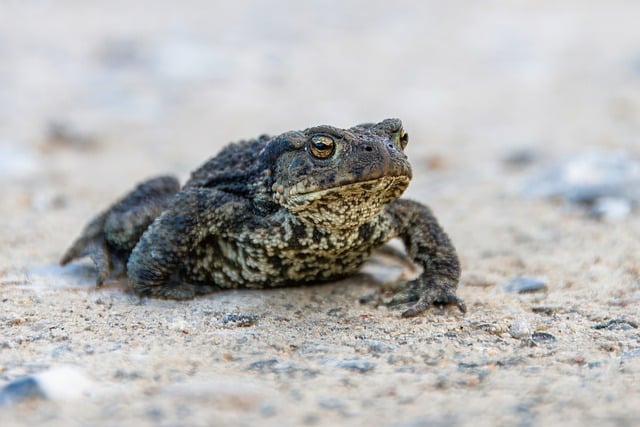 wildlife