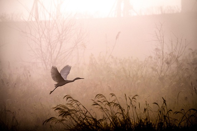Unveiling Florence, Oregon’s Coastal Ecosystem: Wildlife Tours and Conservation