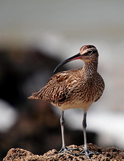 wildlife-coastal-birdwatching-marine-nat-640x480-3690047.jpeg