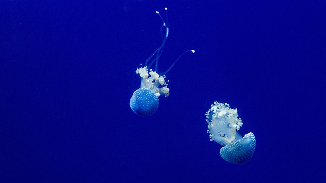 Discovering Florence’s Coastal Wonders: Wildlife & Conservation Guide