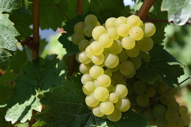 wine