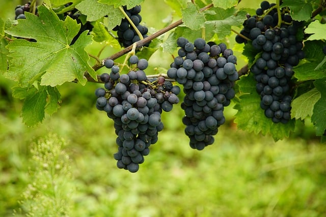 wine-vineyard-grapes-tasting-winery-bott-640x480-30025099.jpeg