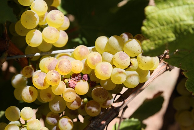 wine-vineyard-grapes-tasting-winery-bott-640x480-39272078.jpeg