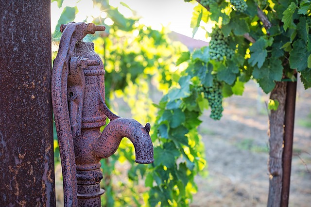 wine-vineyard-grapes-tasting-winery-bott-640x480-42626147.jpeg