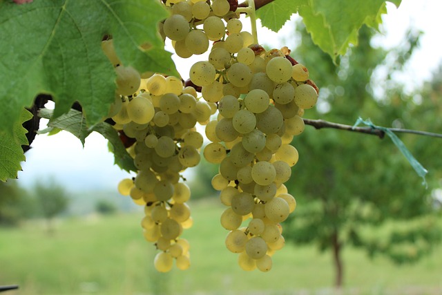 wine-vineyard-grapes-tasting-winery-bott-640x480-65854817.jpeg