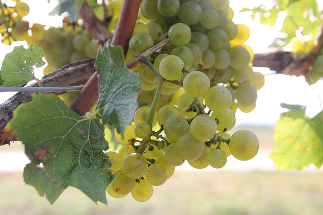 winery