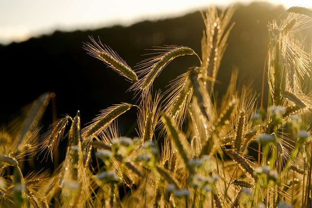 agriculture